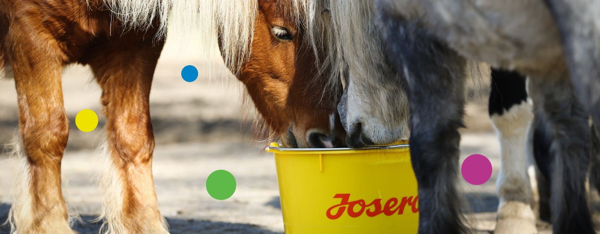 Wir entwickeln zukunftsorientierte Ernährung für Tiere und Menschen