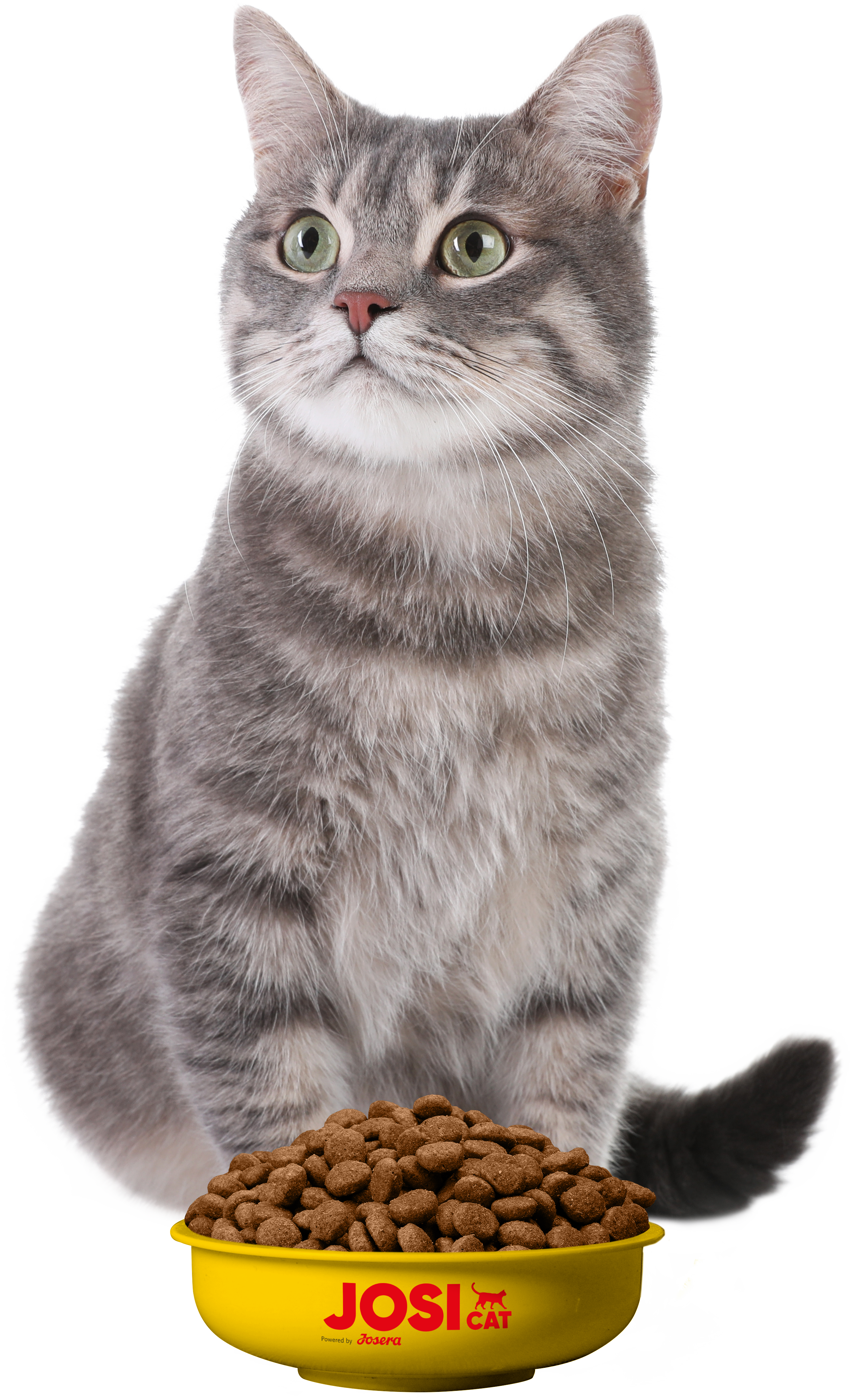 Cat with bowl de