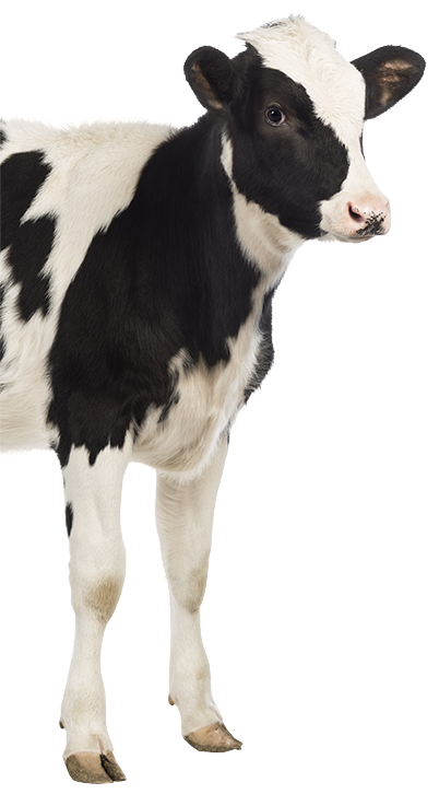 Cow standing pl