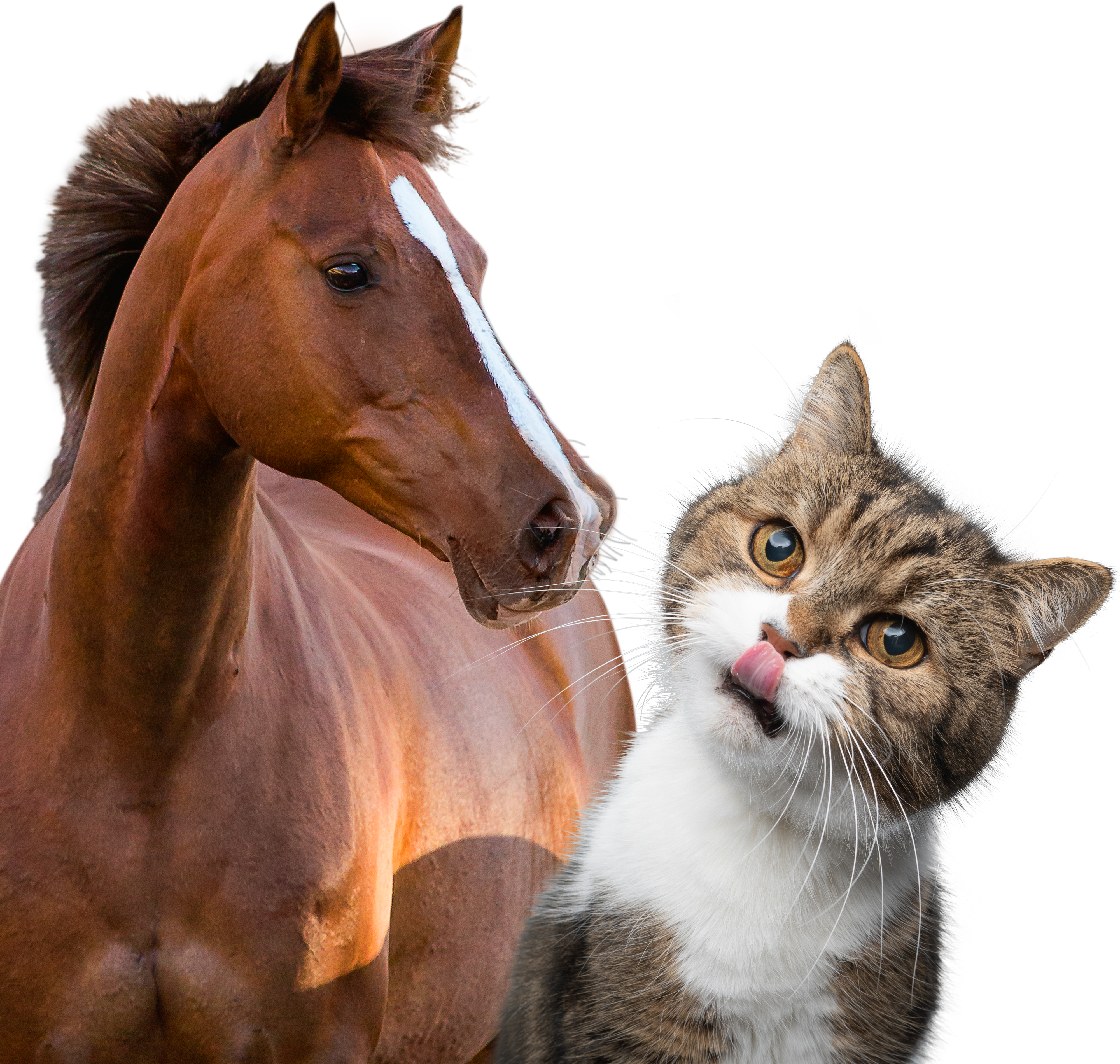 Josera Pferd und Katze