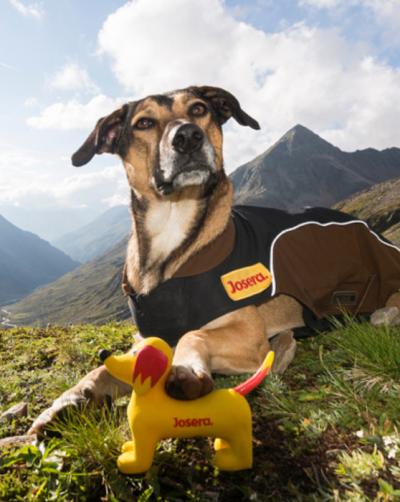 dog with a josera jacet is laying on the gras in the mountains having his foot on the josera seppl toy.